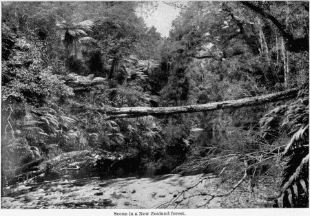 Scene in a New Zealand forest.