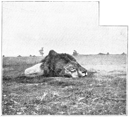 Kop van een leeuw met zwarte manen.