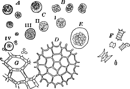 Fig. 11.