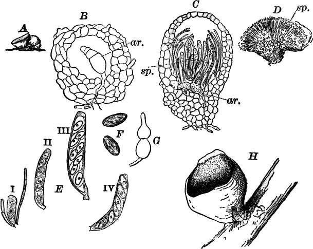 Fig. 43.