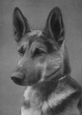 ALSATIAN WOLF-DOG