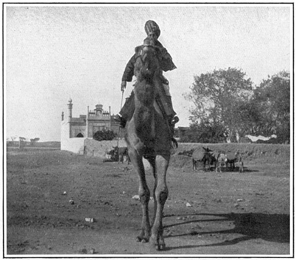 Een kameelruiter van de cavalerie.