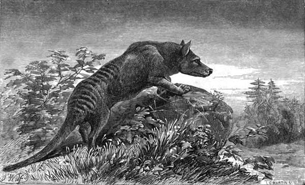 The Tasmanian Wolf. 