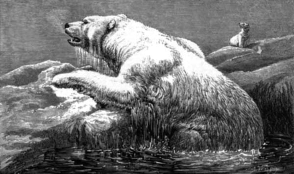 Polar Bear. (Thalassarctos maritimus.)