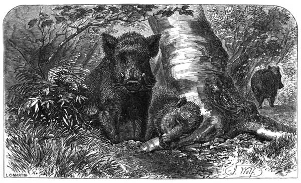 The Wild Boar of Syria and Egypt. (Sus Scrofa.)