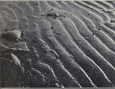 SNAILS AND THEIR TRACKS ON THE BEACH