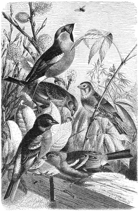 1) Appelvink (Coccothraustes vulgaris), 2) Groenling (Chloris hortensis), 3) Kneutje (Acanthis cannabina), 4) Vink (Fringilla coelebs), 5) Keep (Fringilla montifringilla).