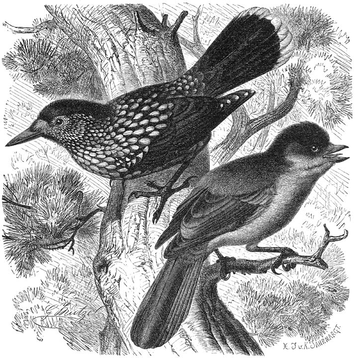 1) Notenkraker (Nucifraga caryocatactes), 2) Ongeluksgaai (Garrulus infaustus). ⅓ v. d. ware grootte.