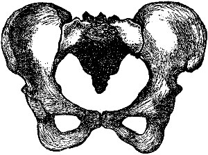 The Female Pelvis