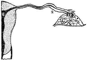 The Course of an Ovum