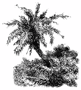 Decoration: Palm tree