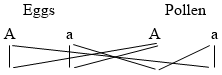 diagram showing possible combinations of allelles in fertilized eggs