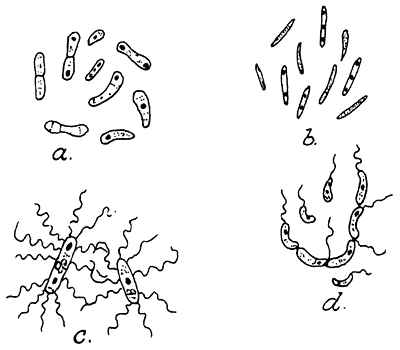 Fig. 1. Splijtzwammen of bacillen. 2 à 3000 ×.