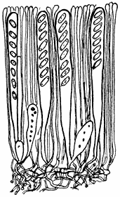 Fig. 2. Asci; daartusschen paraphysen. In de asci sporen. Een paar honderd maal vergroot.
