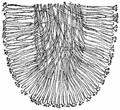 Fig. 8. Doorsnede van een Lamel.
