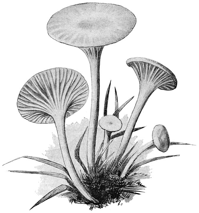 Fig. 10, type van een Hygrophorussoort (Hygróphorus níveus No. 49). Vergroot.