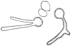 Fig. 33. Kiemende sporen van Rússula nígricans uit reeds rottende exempl.