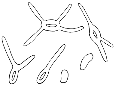 Fig. 36. Kiemende sporen van Collýbia velútipes. (Fluweelpootje).