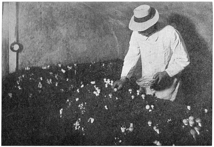 Fig. 37. De Heer Jan M. Hulsken te Arnhem, bezig champignons te plukken van een zijner “champignonbedden”.