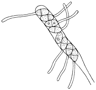 Fig. 38. Reeds in de ascus kiemende sporen van de Ascommyceet: Pezíza willkómmii (de veroorzaker van de Larix-kanker).