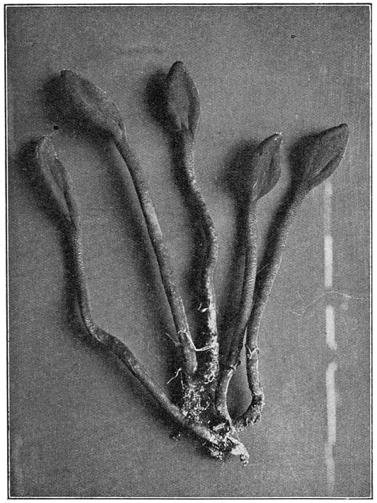 Fig. 42. Geoglóssum glábrum. (Aardtong). Photo B. E. Bouwman.