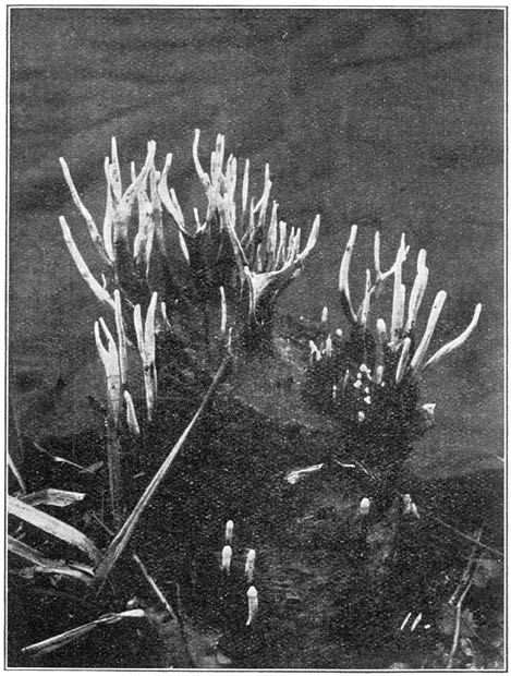 Fig. 44. Xylária hypóxylon (Geweizwam). Photo B. E. Bouwman.