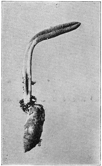 Fig. 45. Córdiceps militáris (Rupsendooder) op een pop. Photo B. E. Bouwman.