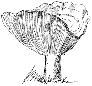 Fig. 51. Lactárius theiógalus (Zwavelmelkzwam).