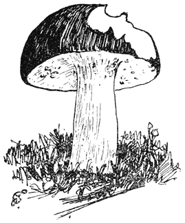 Fig. 55 Bolétus granulátus melkboleet, door lijster aangepikt.