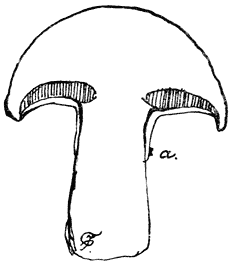 Fig. 56. Bolétus lúteus. (Bruine ringboleet) doorsnede.