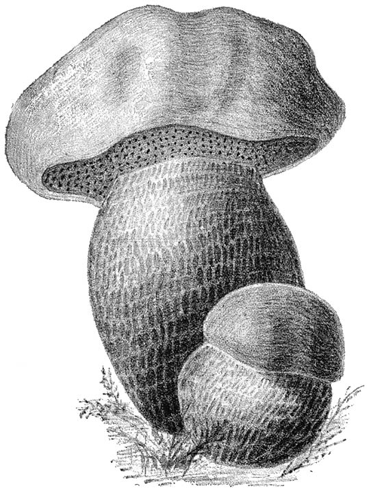 Fig. 58. Bolétus Sátanas (Saransboleet).