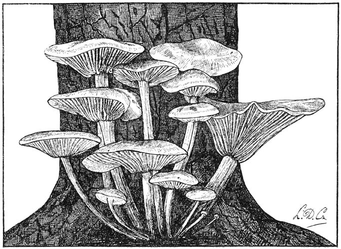 Fig. 61. Collýbia velútipes (Fluweelpootje of Winterzwammetje).