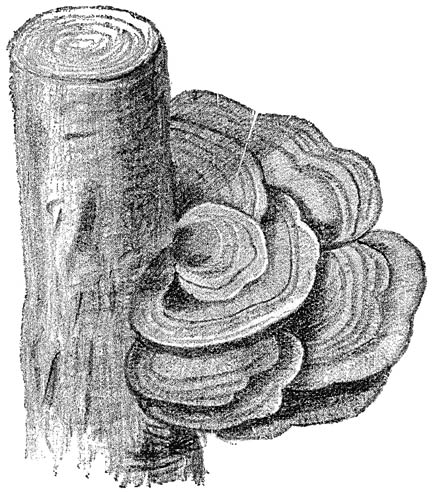 Fig. 66. Lenzítes betulína (Berken plaatjeshoutzwam).