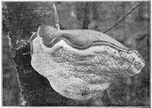 Fig. 69. Polýporus betulínus (Berkenzwam).