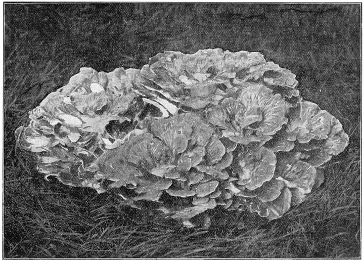 Fig. 72. Polýporus frondósus (Eikhaas).