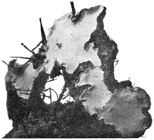 Fig. 74. Fómes annósus (dennenmoorder) op wortels; (overeind geplaatst) om de onderzijde te toonen.