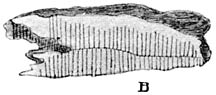 Fig. 75. Fómes annósus (dennenmoorder) doorsnede.