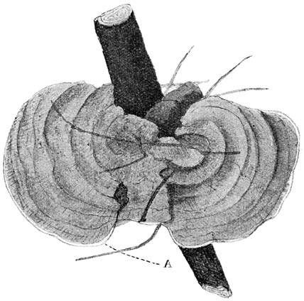 Fig. 76. Fómes annósus (dennenmoorder). Bovenkant op wortel.