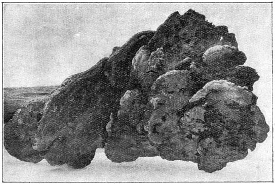 Fig. 77. Fómes conchátus (bruine houtzwam). × ¼. Groot, oud ex.