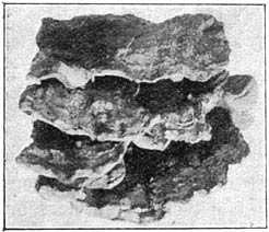 Fig. 78. Fómes conchátus (bruine houtzwam). Klein ex. op wilg.