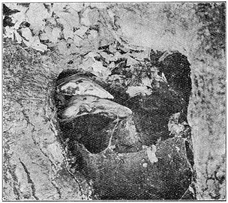 Fig. 79. Fistulína hepática (Biefstukzwam) in een boom-holte.