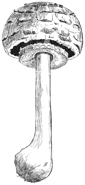 Fig. 86 Lepióta rhacódes. (Knol-parasolzwam).