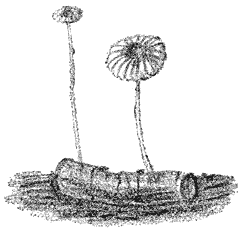 Fig. 90. Marásmius rótula (Wieltjes marasmius.)