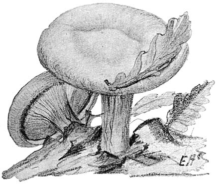 Fig. 91. Paxíllus involútus (Krulzoom).