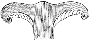 Fig. 92. Doorsneé van krulzoom.