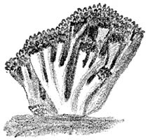 Fig. 93. Clavária botrýtis. (Bloemkoolzwam).