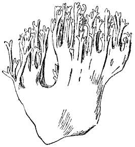 Fig. 94. Clavária formósa. (Goud-gele koraalzwam.)