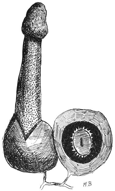 Fig. 95. Rijp exemplaar van Stinkzwam (Phállus impudícus) en “Duivelsei” op doorsnede.