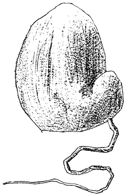 Fig. 96. Duivelsei (Phállus impudícus) nog gesloten.