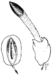 Fig. 98. Kleine Stinkzwam (Phállus canínus) met ei op doorsnede.